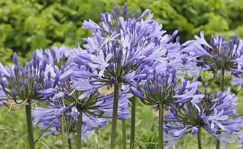 Agapanthus 花 (Agapanthsu Africanus)